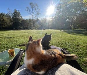 Cats on lap in grass.